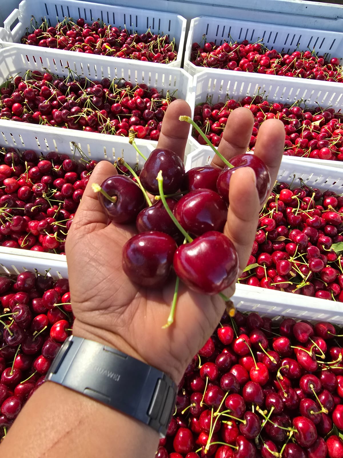 Cherry Variety 1