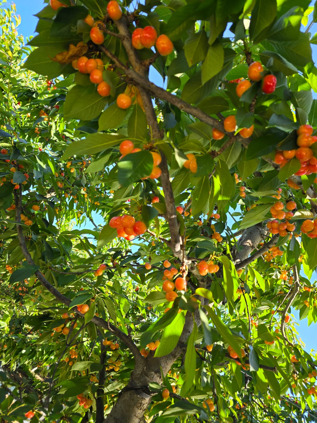Box of Export Cherries