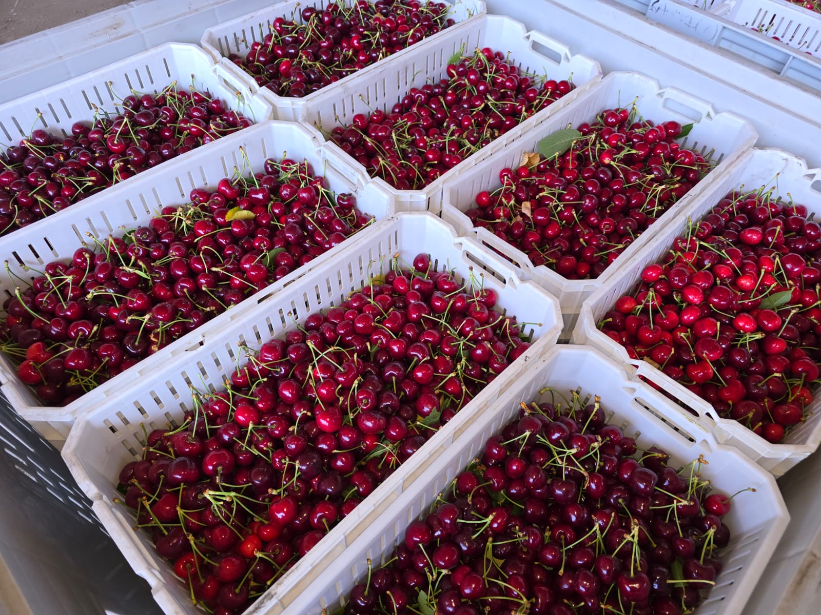 Box of Export Cherries