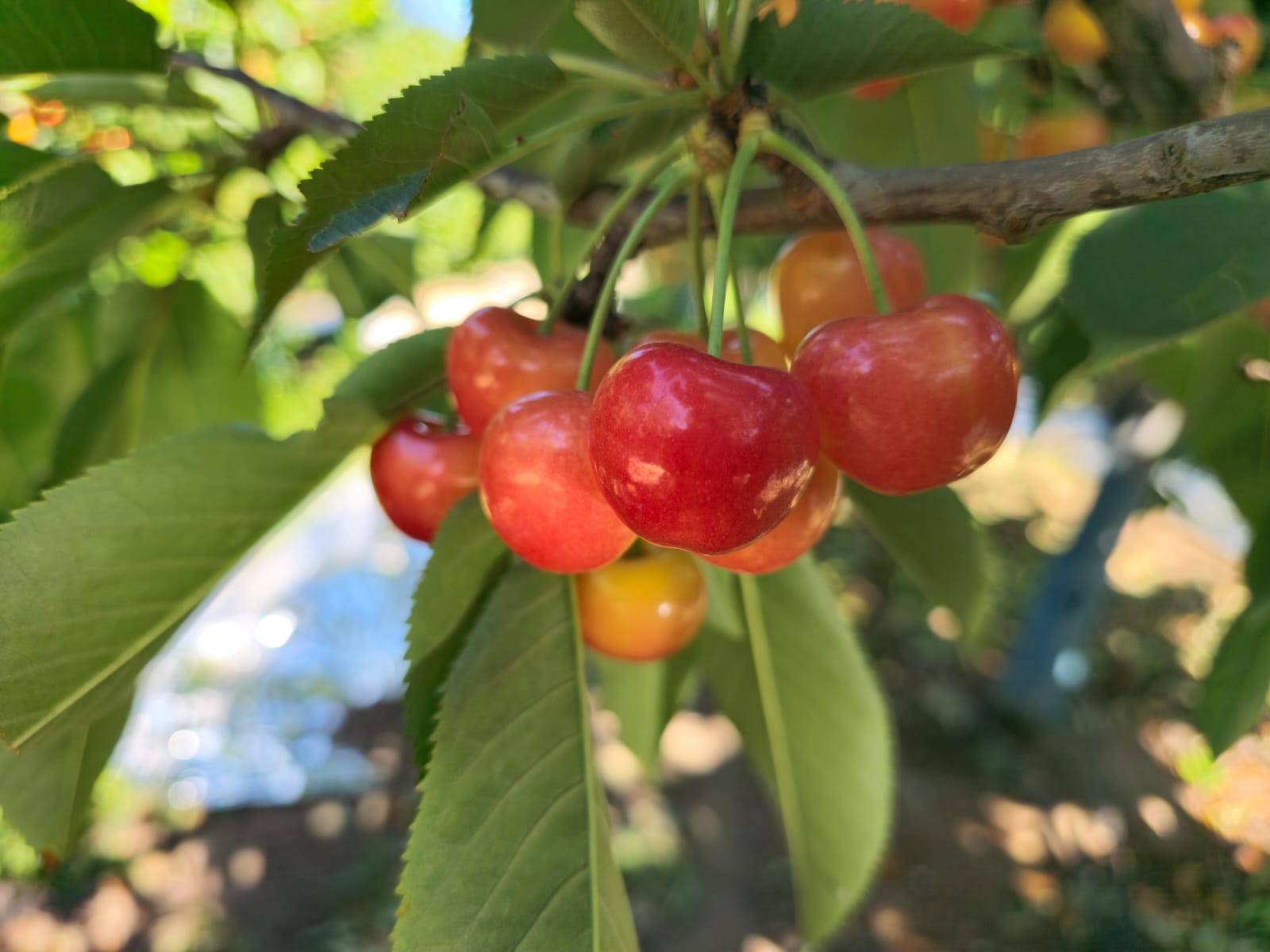 Box of Export Cherries