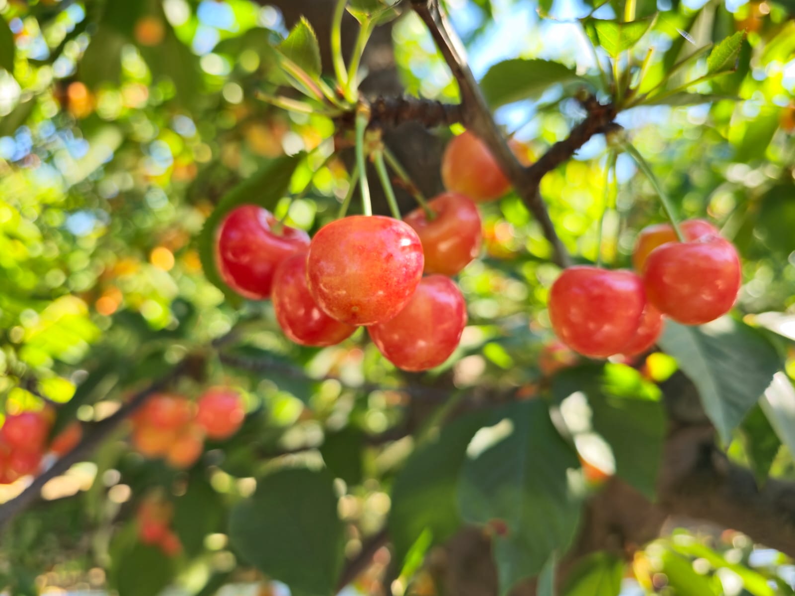 Box of Export Cherries