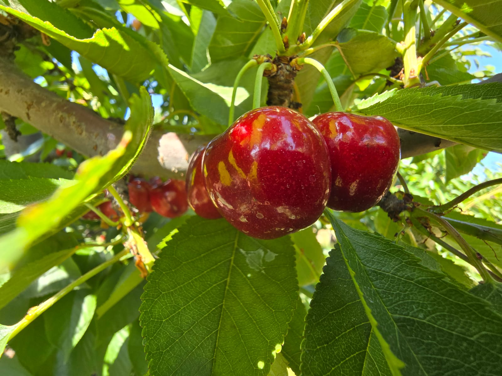 Box of Export Cherries