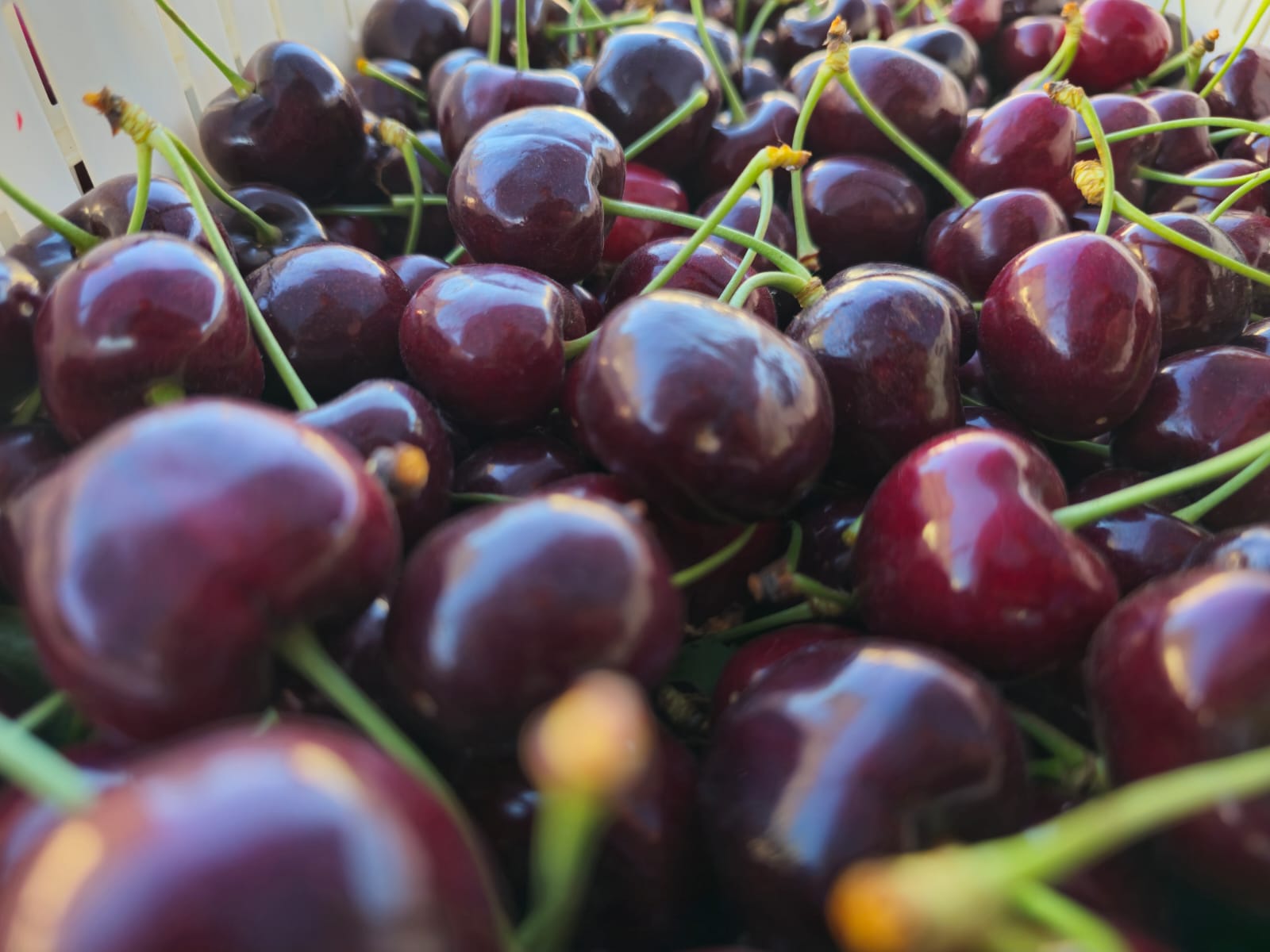Box of Export Cherries
