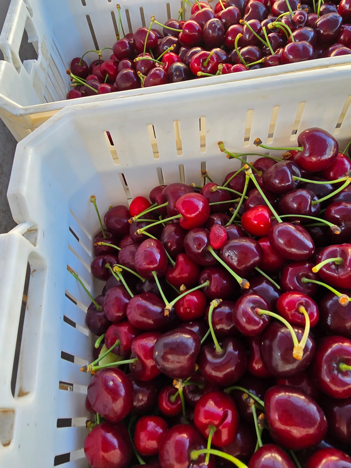 Box of Export Cherries