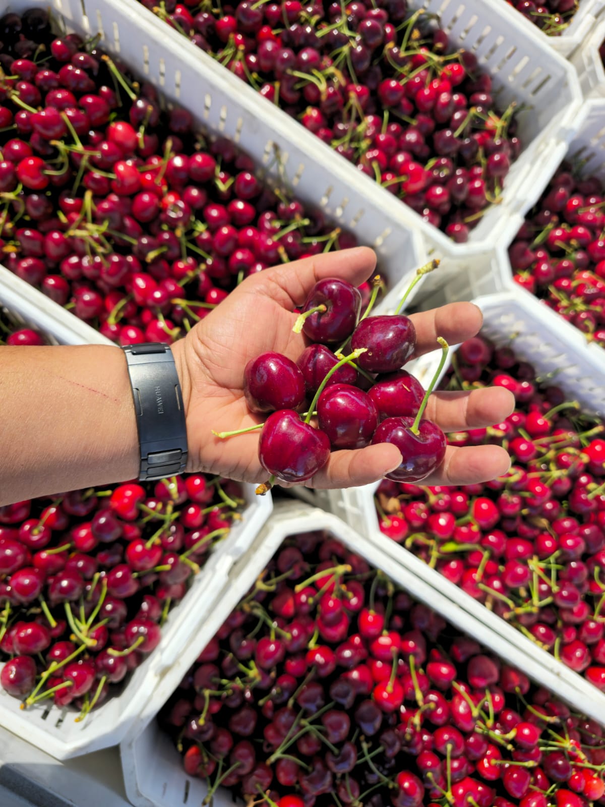 Close-up of Cherries