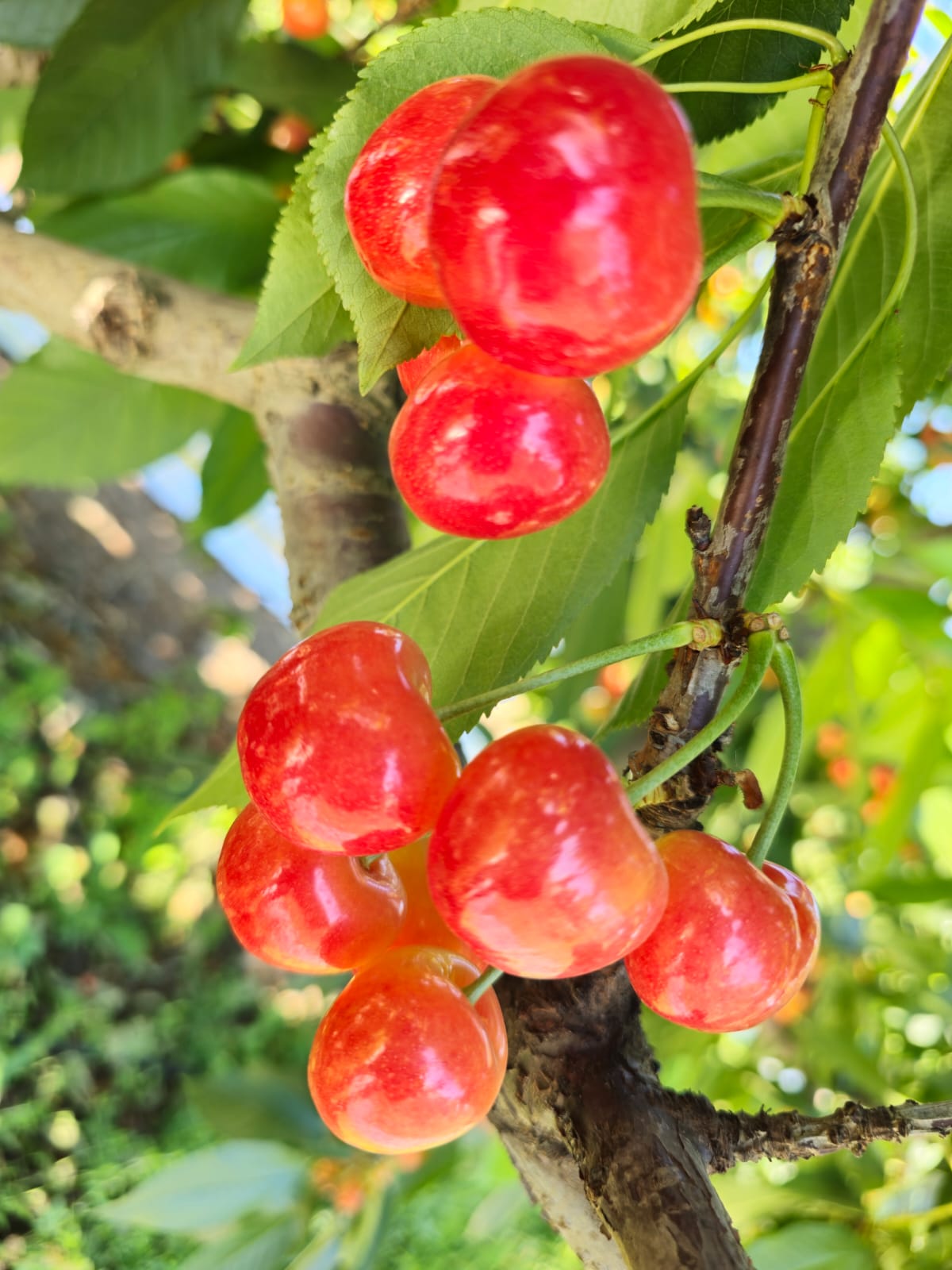 Box of Export Cherries