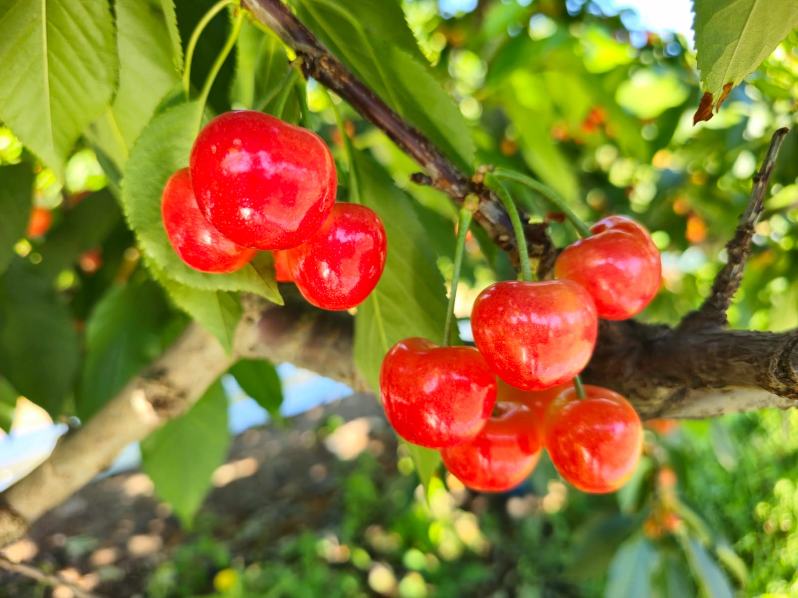 Box of Export Cherries